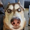 huskyinafalcon