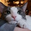 robinandsamthecat
