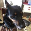 linda_crazydog