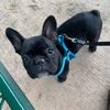 realbrucethefrenchie