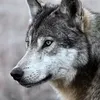 tahir_rustamov