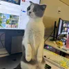 meomeocute2k2