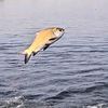 fish catching video