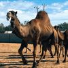 فيتوري الفيتوري