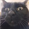 ozzyboycat
