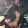 k9_sage