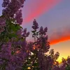 purple.lilac.11