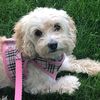 daisy_paws
