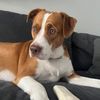 brunothecabopup