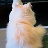 chiwly_mtbb