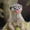 jennisnotreal