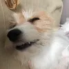 mydogreactss