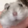 lilhamsterjellybean