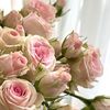 _soso229