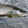 laxiflyfishing