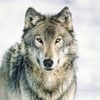 g.thewolf