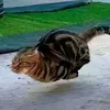 chinkymeah
