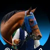 Laura | German Horseracing