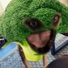 katemzi