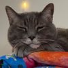 proudcatlady