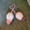 the_real_pizza_rat
