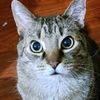 katzyomega