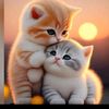 asifali13674