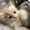 luaa_moon1