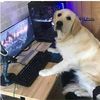 borkmagork
