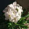 iarapaulasouza