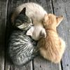 ashika_hosein