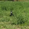 annies_222