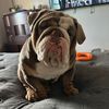 luxe_bullies