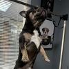 qualityfrenchies_wa