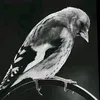 ff___rr