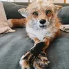 the_fox_hole_10