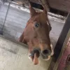 horse_freake_3.0