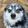 patty_mowgli_shenzi