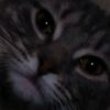 roaming_cat