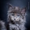 maine_coon_naoki