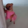 chegbean