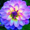 dalia_817