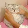 teddy_miow_miow