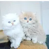 jamila734811840225
