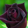 ameerrasheed39