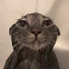 swim.monke
