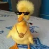 duckxd7kvr