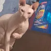 mysik82