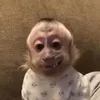 acfresh_