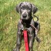 big_dane_energy